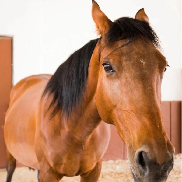 A chestnut horse looking into the camera inside a stable