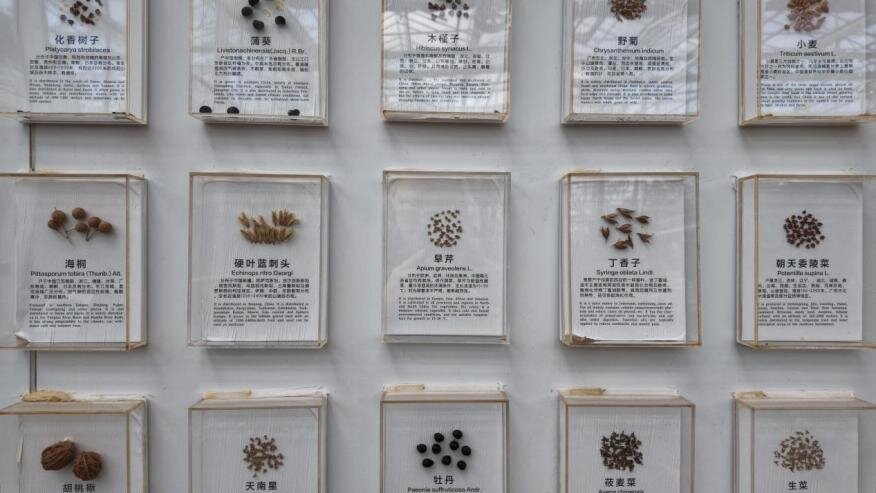 Seed wall specimens, view 1