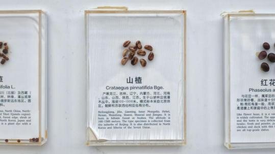 Seed wall specimens, view 2