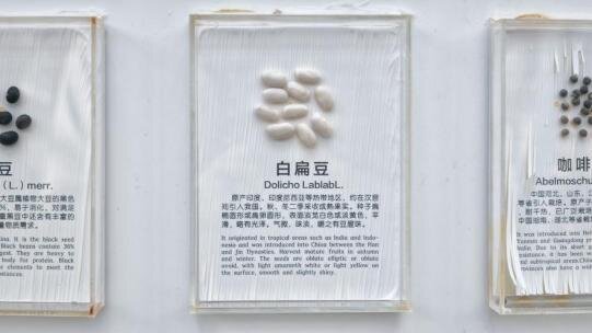Seed wall specimens, view 3