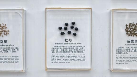 Seed wall specimens, view 4