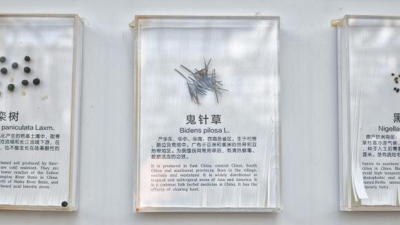 Seed wall specimens, view 5