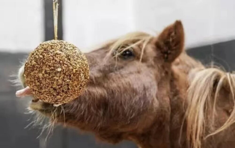 A pony licking a hanging enrichment ball in a stable doorway
