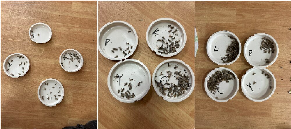 Three groups of white counting dishes holding trapped biting flies, labelled by treatment