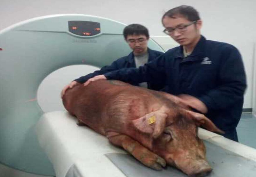Two researchers positioning a pig for a CT scan at a research institute