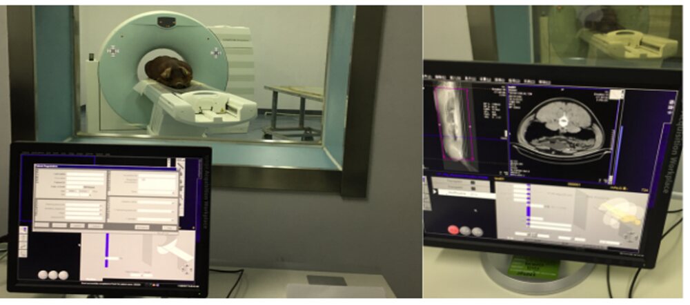 CT scanner room with a pig on the bed, alongside monitors showing cross-sectional scan images