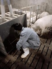 A worker in blue overalls crouching beside the feeding trough in a pig barn